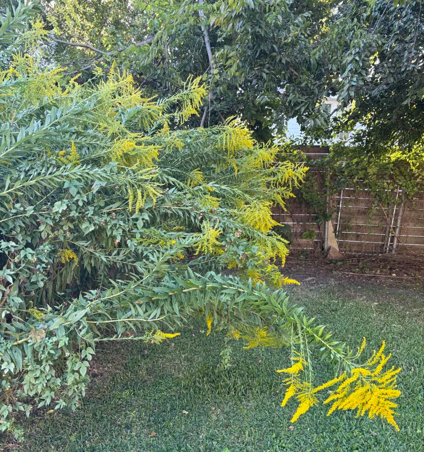 Goldenrods An image of goldenrods heavy with yellow flowers